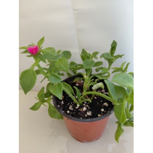 Мезембриантемум сердцелистный или Аптения сердцелистная (Aptenia cordifolia) mezembriatemum